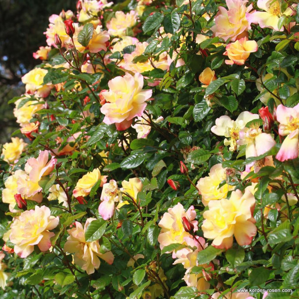 MOONLIGHT® MOONLIGHT®